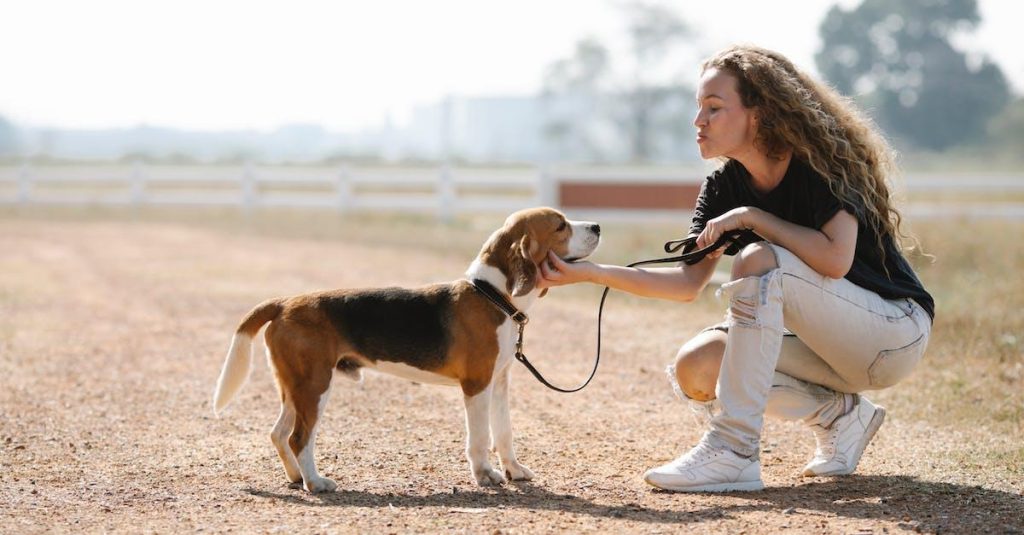 Sådan træner du din beagle