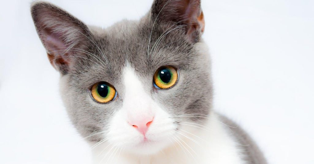 Kattelegetøj er godt for din kats fysiske og mentale tilstand