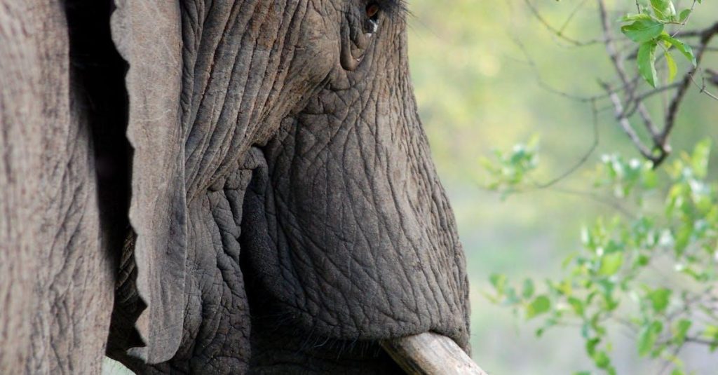 Safari i Tanzania