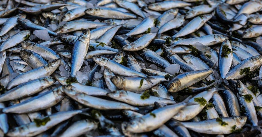 Køb Fisk Online: Friske Havets Delikatesser Lige Til Din Dørtrin