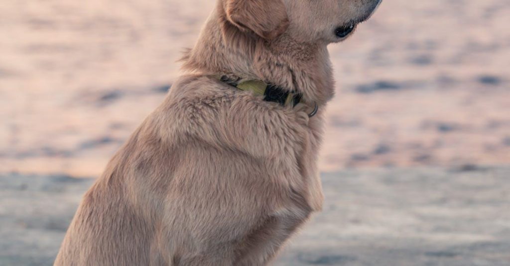 Fordelene ved laserbehandling til hunde