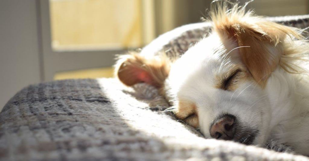 Fordelene ved en professionel hundesalon i Hirtshals