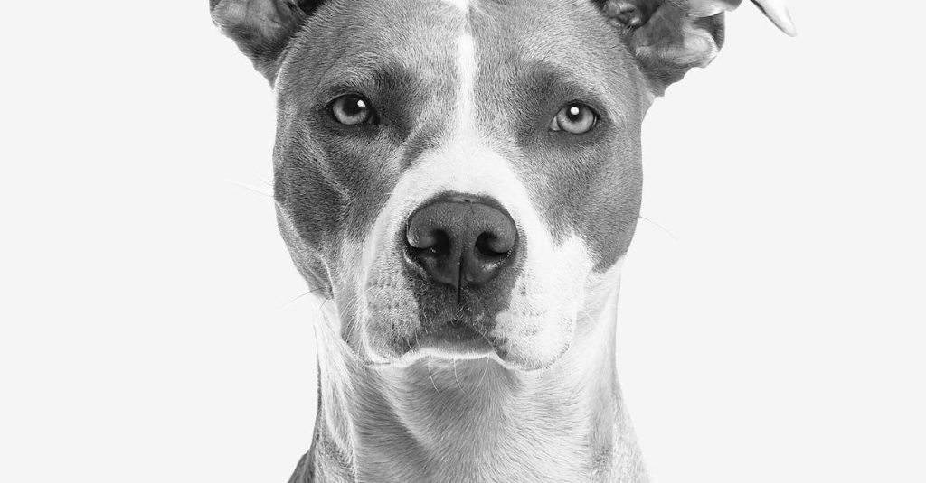 Få Din Hund i Topform: Fordelene ved Hundemassage og Fysioterapi