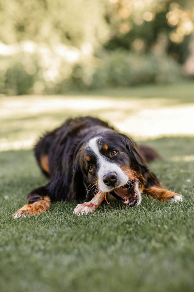 Hundefoder fra Foder & Fritid: Kvalitet til din hund