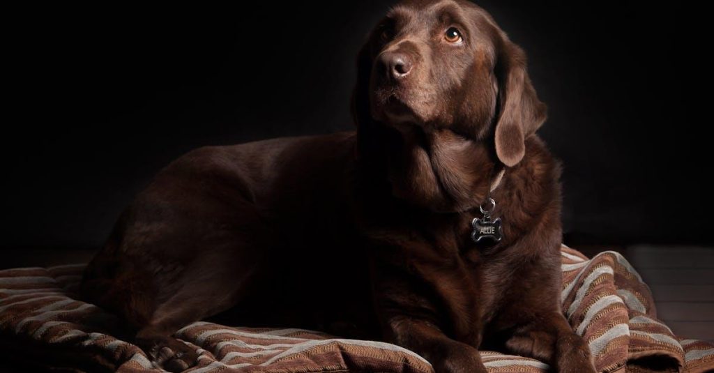 Hund Fælder Pludselig Meget: Årsager og Løsninger