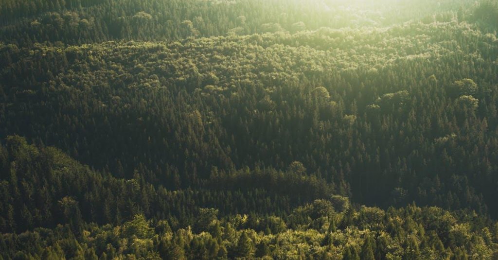 Få hjælp til træfældning i Århus: Sikkerhed og kvalitet i fokus